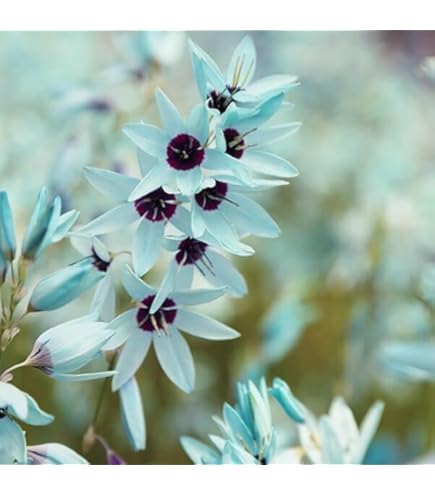 Amazon.co.jp: 夏植え球根 オキザリス ケンアスレット 10球